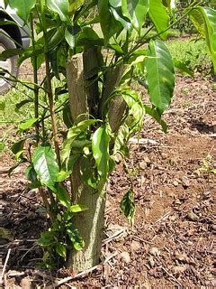 Banana moth (Opogona sacchari) injury to coffee (Coffea ar… | Flickr