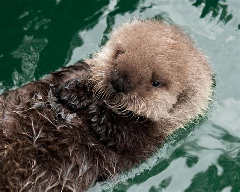 3 week old Sea Otter at the Seattle Aquarium. The first sea otter birth in captivity in the last ...