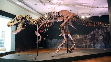 T Rex Fossils