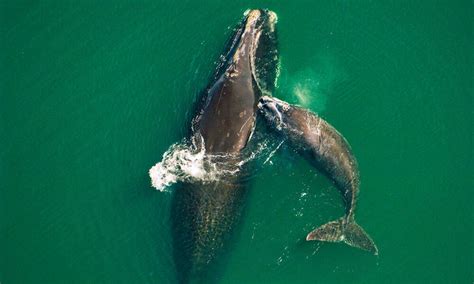 North Atlantic right whale population continues to decline, raising ...