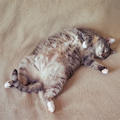 Divertido Gato Gordo Durmiendo En Su Espalda En Una Cama De Casa Imagen ...