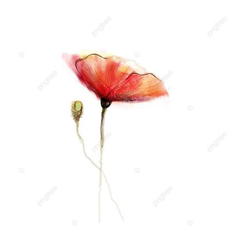 Watercolor Painting Poppy Flower Greeting Bloom Backdrop Photo ...