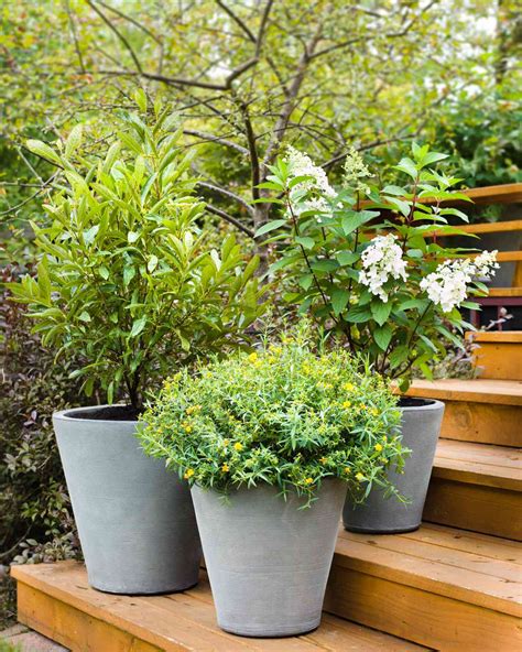 7 Best Types of Shrubs For Planting in Containers