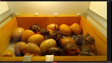 The hatching of Bielefelder Kennhuhn eggs. - YouTube