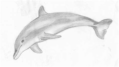 How to draw a Dolphin - YouTube