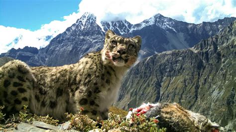 Rare snow leopard's diet is one-quarter livestock | Science | AAAS