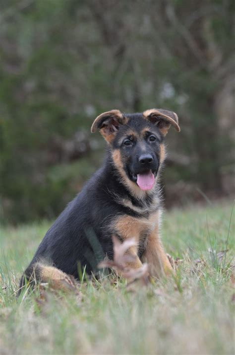 Southern Import K9 - German Shepherd Dog Puppies For Sale - Born on 12 ...