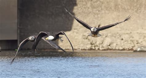 See What I See: Conowingo Dam trip