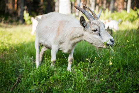 50+ Amazing Goat Photos · Pexels · Free Stock Photos