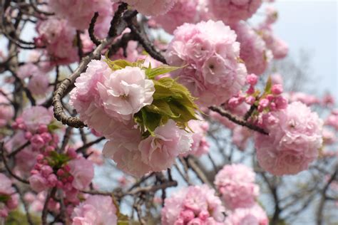 The 10 best places to see cherry blossoms in Tokyo, Japan