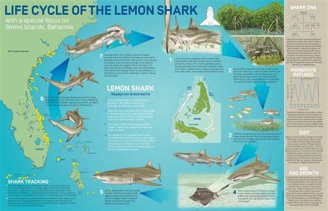 Lemon Sharks are how old? | Save Our Seas Magazine