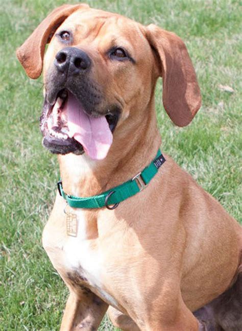 Fun loving boxer is at Rescue Village in Russell waiting for a home - cleveland.com