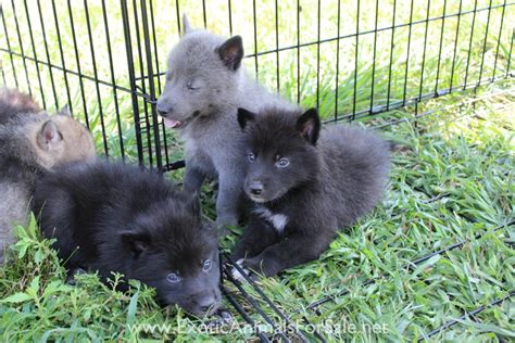 Wolf dog puppies for Sale