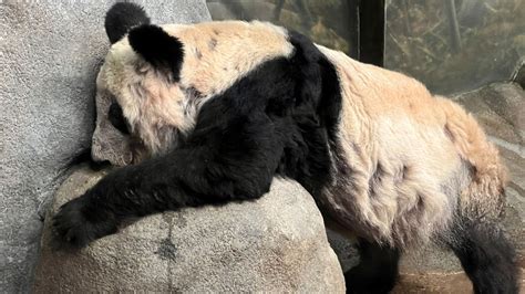 Leaving bash for Ya Ya the giant panda ahead of return to China | World News | Sky News