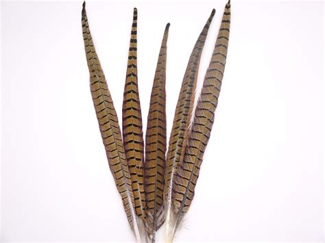 Ringneck Pheasant Centre Tail Feather (40-60cm) – Jaffe