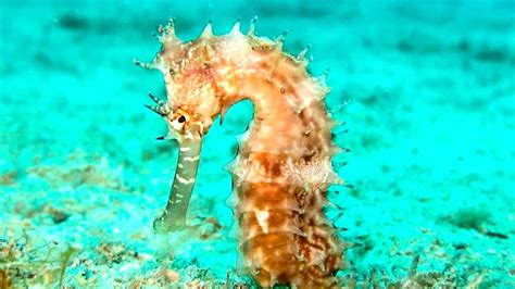 Humble Abode Know About the Natural Habitat of a Seahorse - YouTube