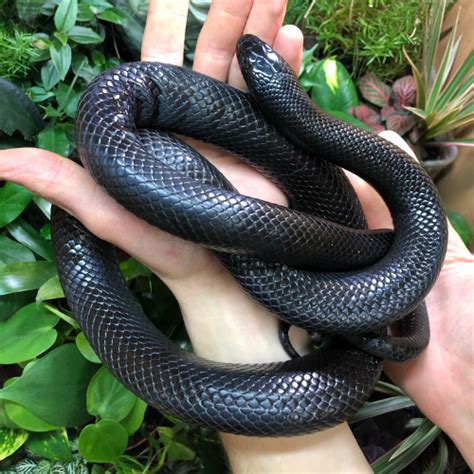 Mexican Black Kingsnake Care Guide - Reptile Cymru