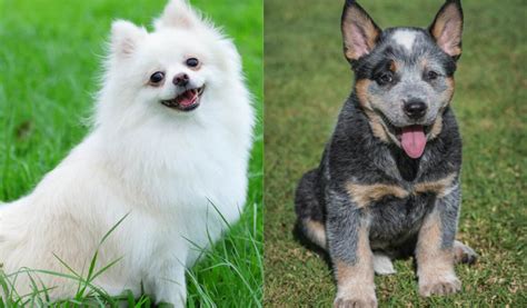 Blue Heeler Pomeranian Mix: A Complete Guide To Pomheelers | ThePetsTome