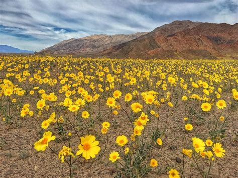 The hottest place on Earth is covered in wildflowers after heavy autumn rain - The Washington Post