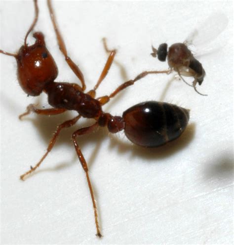 Ants | Free Stock Photo | Close-up of a parasitic phorid fly and a fire ant | # 10061