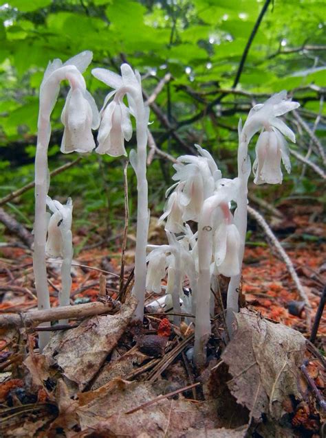 Sci/Why: The Ghost Plant: Monotropa uniflora