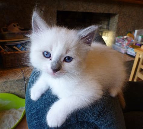 File:Juvenile Ragdoll.jpg - Wikimedia Commons