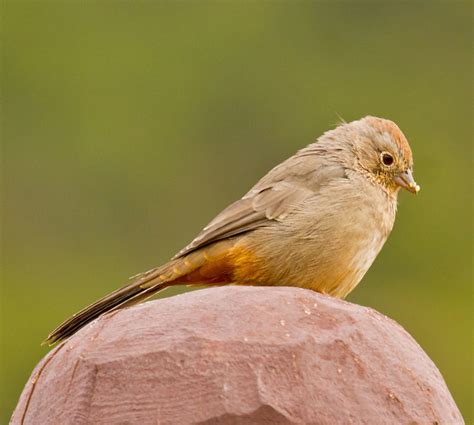 Canyon Towhee | A Canyon Towhee sits on a post on Upper Cany… | Flickr