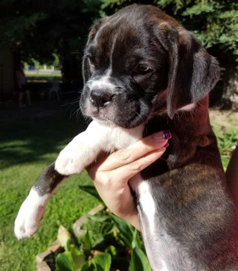 Boxer Puppies For Sale | Rochester, IN #143789 | Petzlover