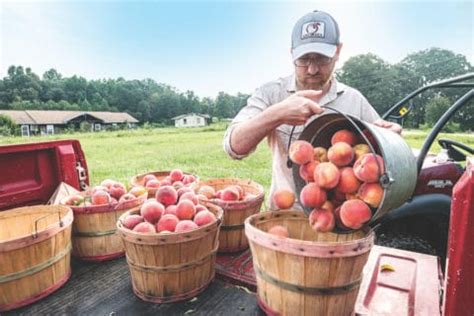 Chitwood Peach Orchard - North Georgia Living