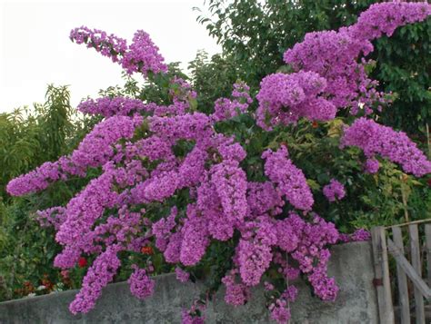 Buganvília (Bougainvillea spectabilis) - Enciclopédia Global™