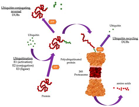 Cancers | Free Full-Text | Dysregulation of the Ubiquitin Proteasome System in Human ...