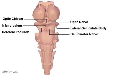 Neuroanatomy Online: Lab 5 (ƒ8) - Higher Motor Function - Gross Anatomy - Anterior Aspect