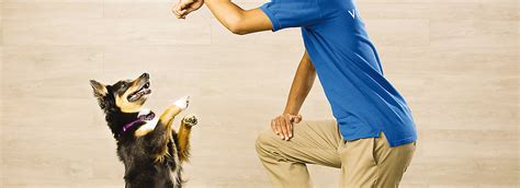 PetSmart Puppy Training Classes | PetSmart