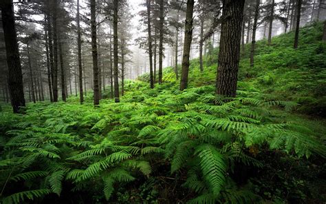 Landscape Forest Old Pine Trees Overgrown With Thick Green Fern Ultra Hd Wallpaper For Desktop ...