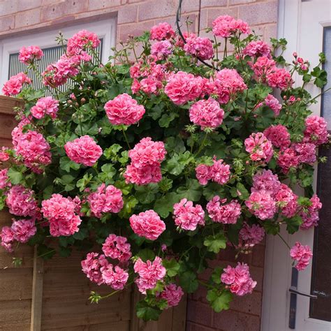 Trailing Geranium Shades Of Pink Collection Plants - Richard Jackson