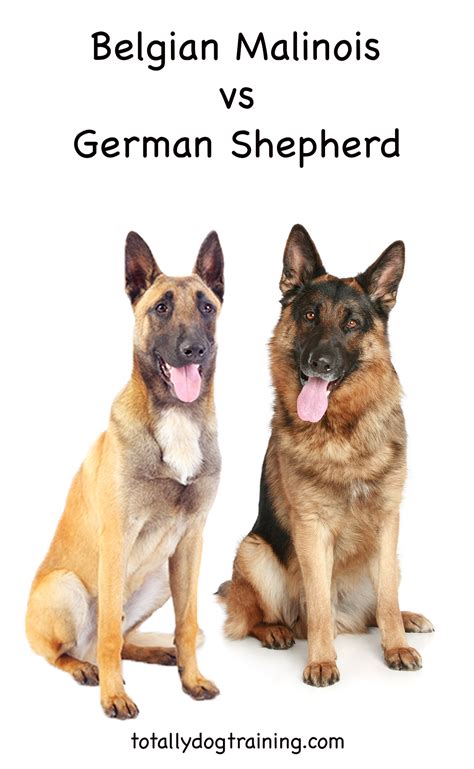 Belgian Malinois vs German Shepherd: Which Is Right For You?