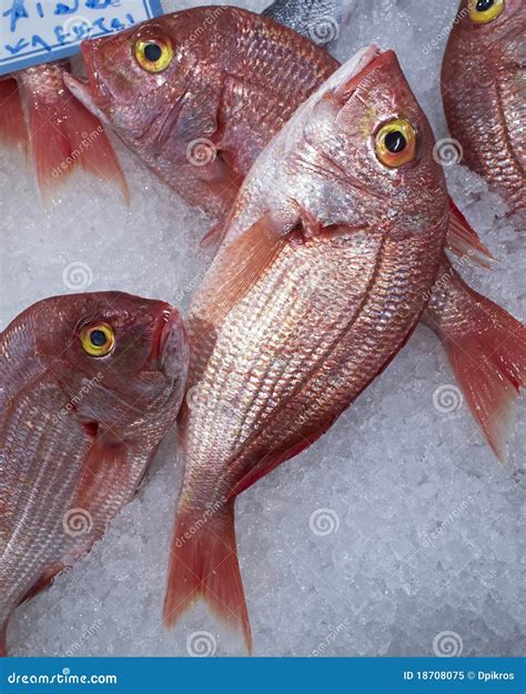 Red Sea Bream Fish in the Ice Stock Image - Image of health, fresh ...