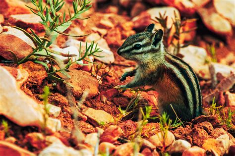 Chipmunk Ripping Plant Stem From Dirt at Pilot Hill Trail Laramie Wyoming September 18th 2023