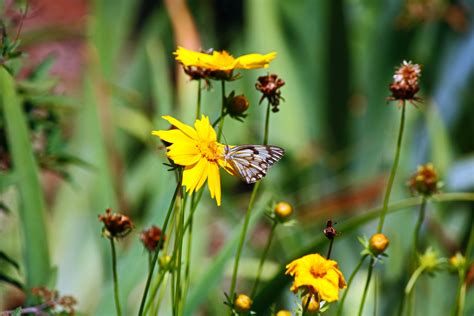 White & Brown Butterfly In A Garden Free Stock Photo - Public Domain ...