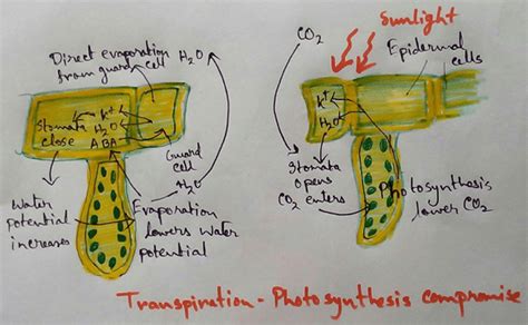 Transpiration and Photosynthesis are Compromise |Transpiration Process