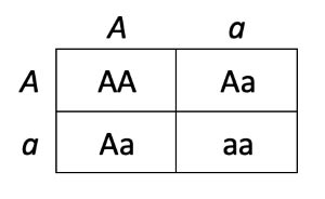 Genotype And Phenotype Ratios