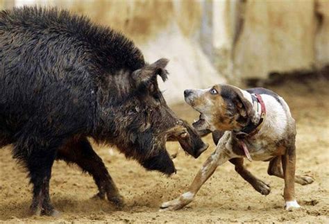 Razze da cinghiale: sfida al Re della macchia - Caccia Oggi