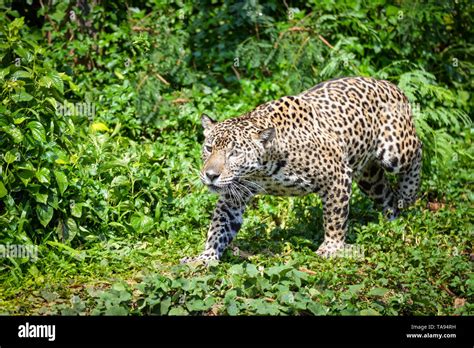 Leopard jaguar animal hunting / beautiful jaguar walking in jungle looking food stalking follow ...