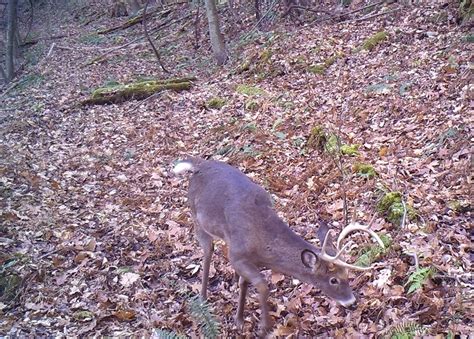 Big Woods Trail Cam | National Deer Association