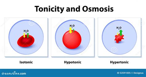 Effect of Different Solutions on Blood Cells Stock Vector ...