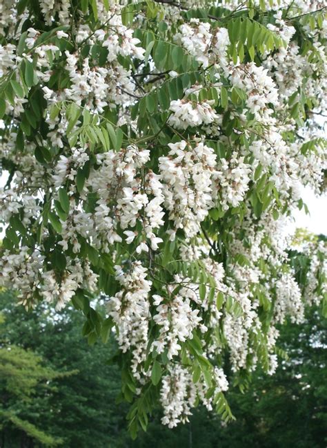 Robinia pseudoacacia (black locust): Go Botany