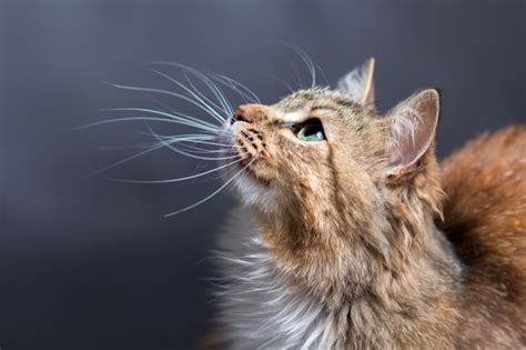 Signs Your Cat May Have Had a Stroke | Ventura Emergency Vet | VMSG