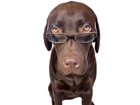 Download Cute Funny Glasses Animal Dog 4k Ultra HD Wallpaper