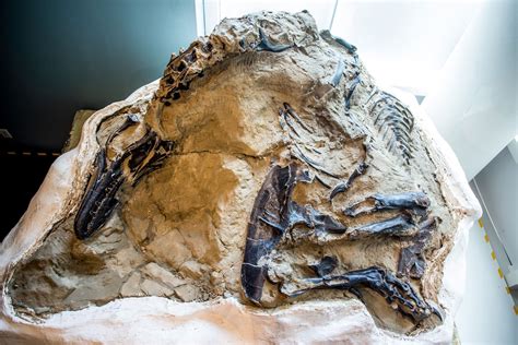 'Dueling Dinosaurs' fossil, hidden from science for 14 years, could finally reveal its secrets