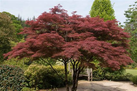 How to Grow and Care for Japanese Maple Trees | Gardener’s Path